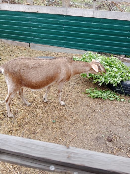 Продам дойных коз, козлят. Козла.