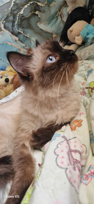 Животные вязка кошки. Тайская порода