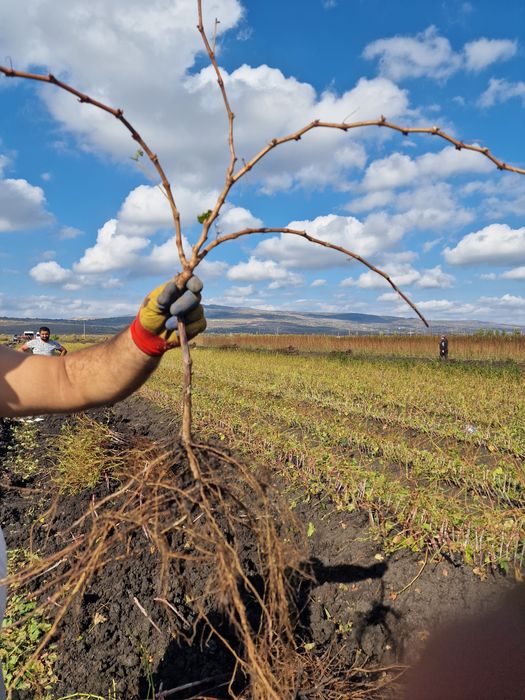 Vand butasi de vita de vie altoiti