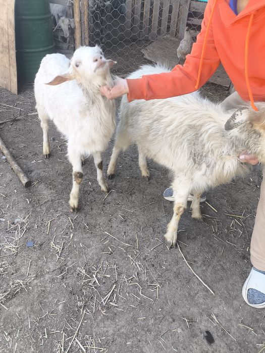 Ешки теке сатамын