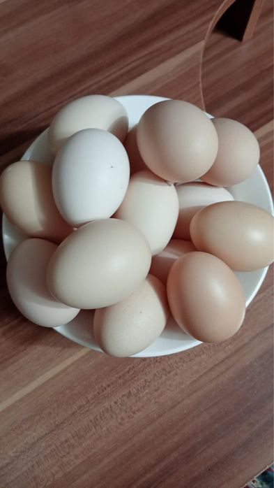 Продам инкубационные яйца породы: Брама