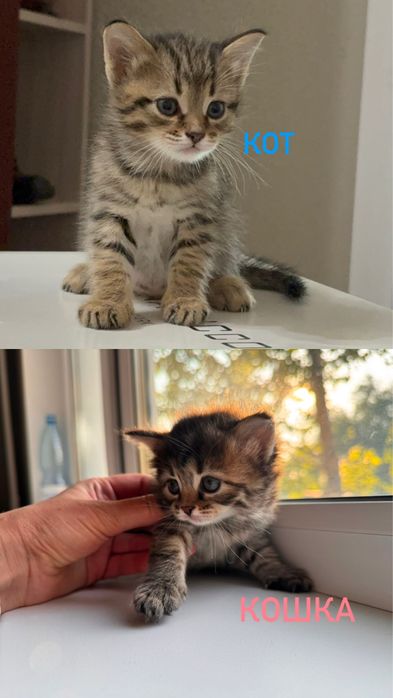 Отдам котят в добрые руки.