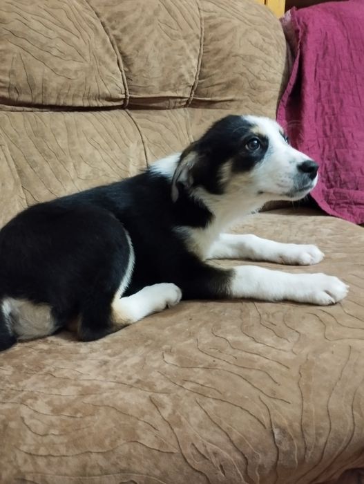 Подарявам малко кученце