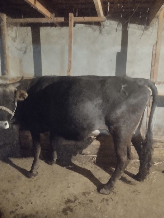 Алатау сиыр буаз