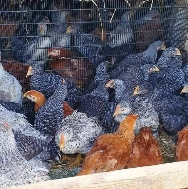 Pui de carne și rasa mixta