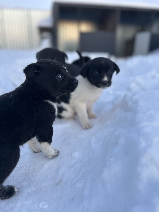 Щенки помесь алабай