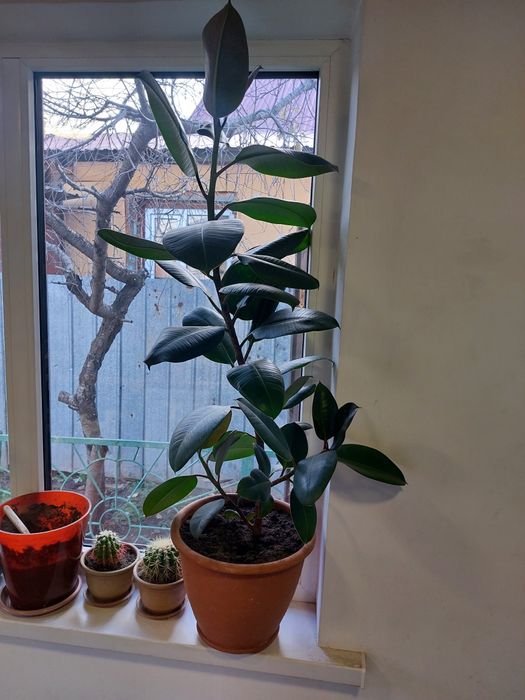 Фикус каучуконосный