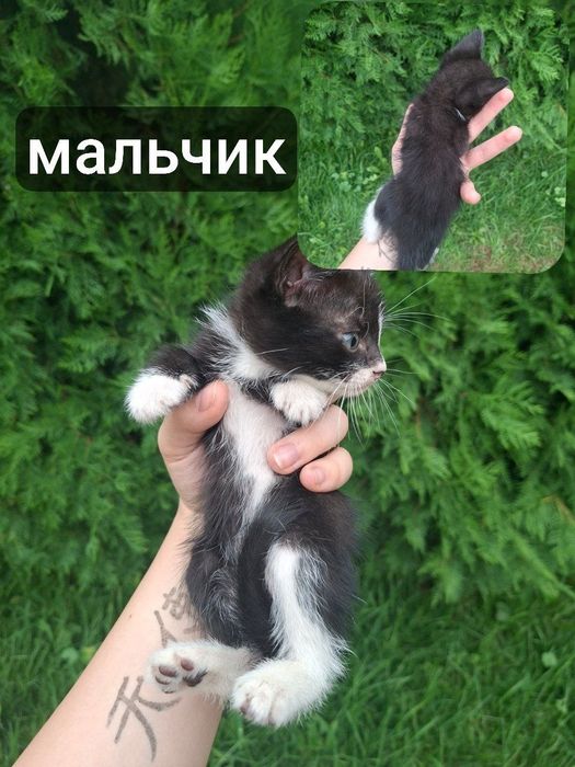 Котята в добрые руки