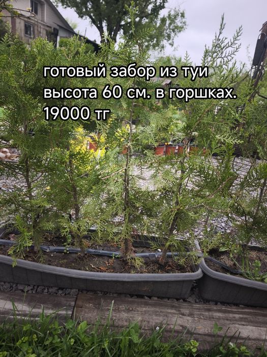 Ель, пихта, туя, можжевельник