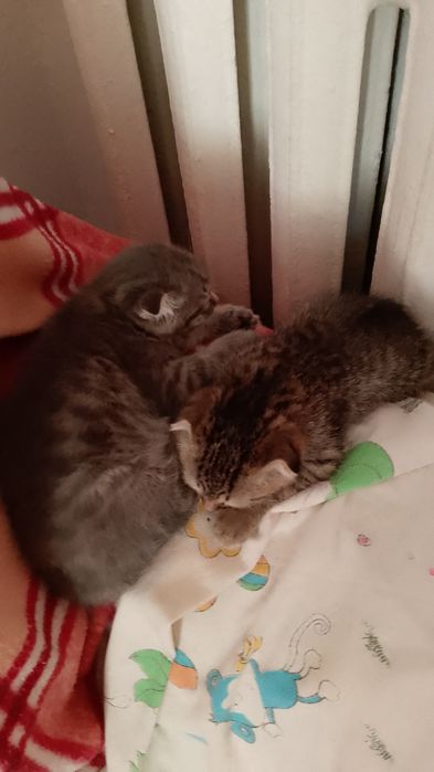 Котята девочки продам