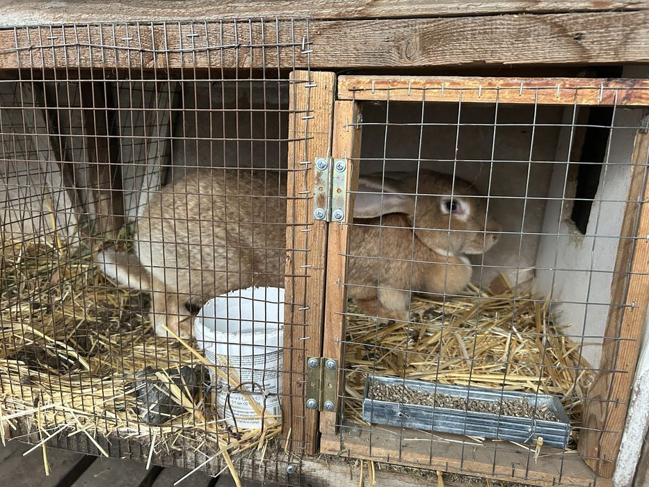 Продам Самку фландер с великаном