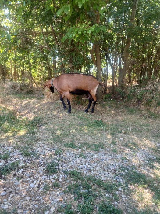 Capra de vanzare Marghia de Sus • OLX.ro