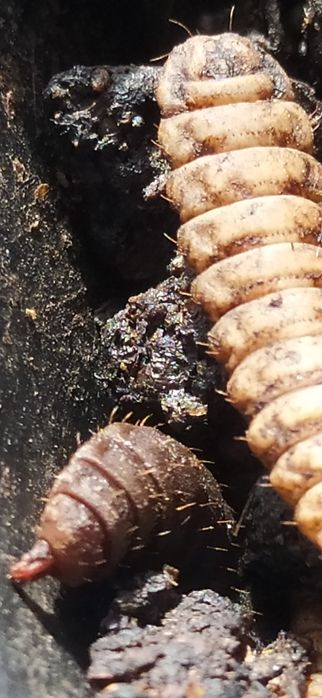 Живой корм птице,рыбе,рептилии.