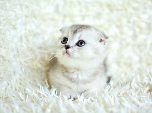 Scottish Fold silver blue chinchilla