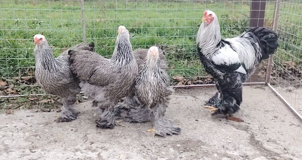 Ouă găini brahma pentru incubat