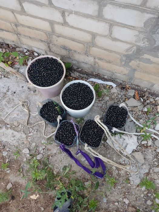 Дача с богатым садом