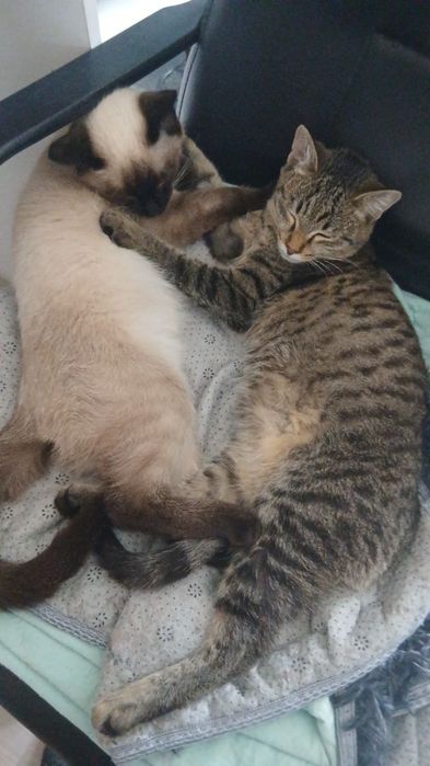 Отдам котиков в добрые руки