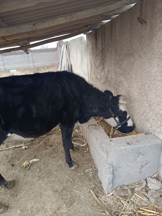 Сиыр 1 Туган еты орташа срочно