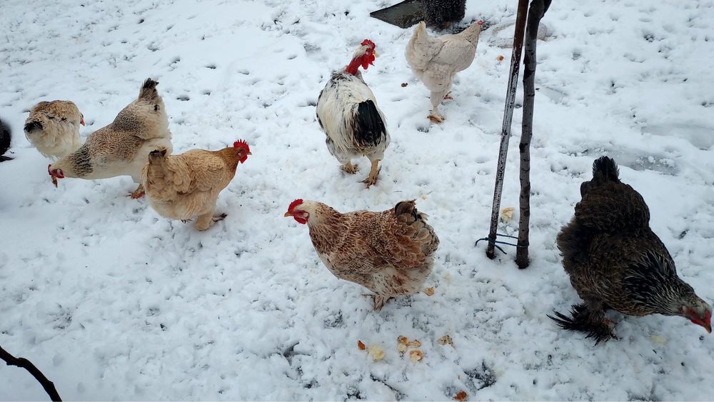 Gaini si cocos de vanzare