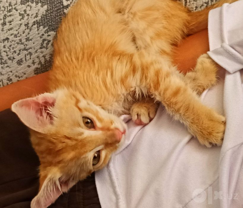 Котенок в добрые руки.
