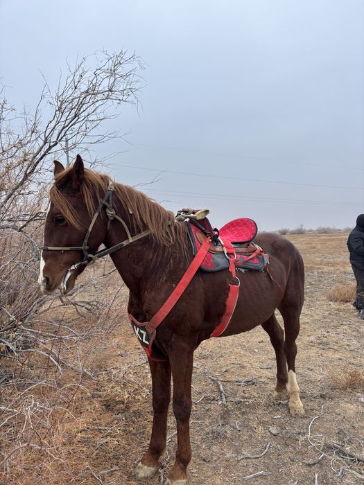 Продам Седло бойка