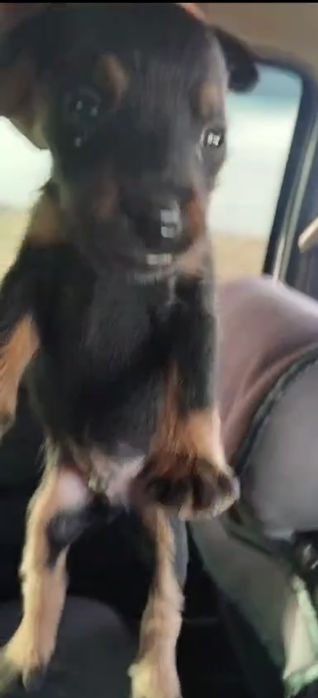 Ягдтерер шенки чистый кров