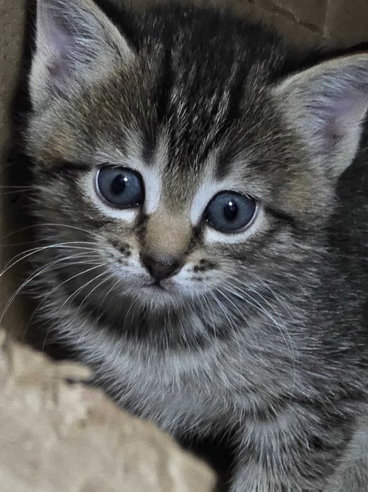 Отдадим котят в хорошие руки