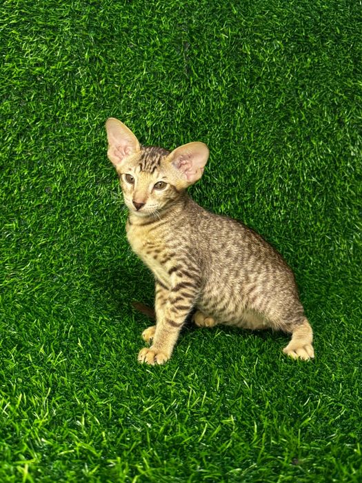Ориентальные котята