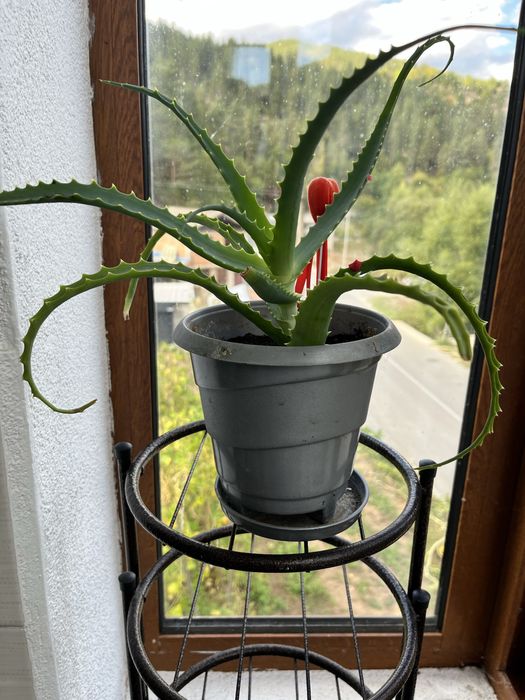 Дървовидно  алое.