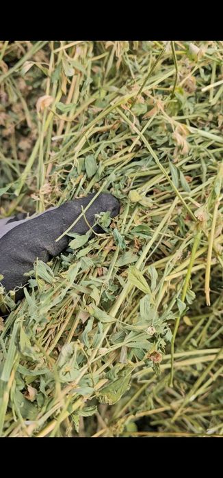 Baloti lucernă 120x120