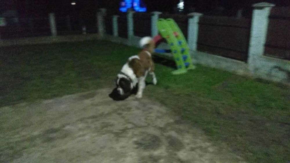 Saint Bernard mascul caut curte