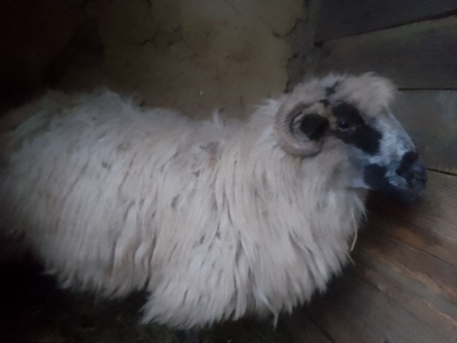 Vând Oaie Țurcană Oacheșă cu Miel !!!