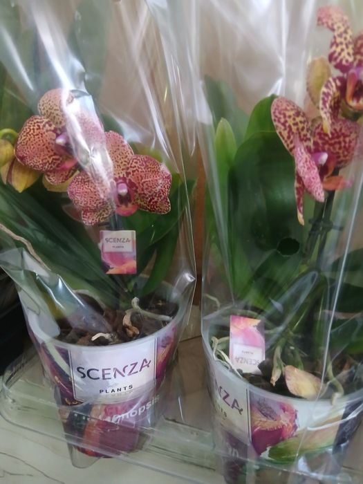 Орхидея желтый леопард Голландия