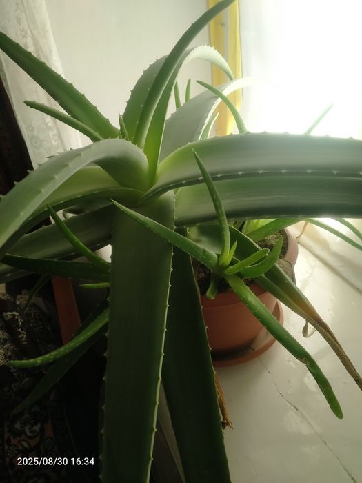 Алое вера продам