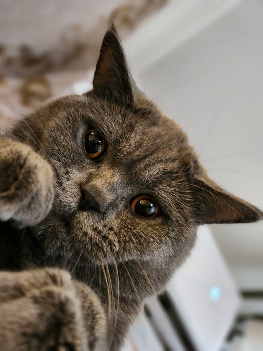 Vyazkaga Mushuk BRITISH FOLD