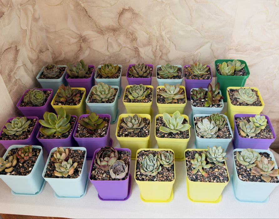 Продаю суккуленты