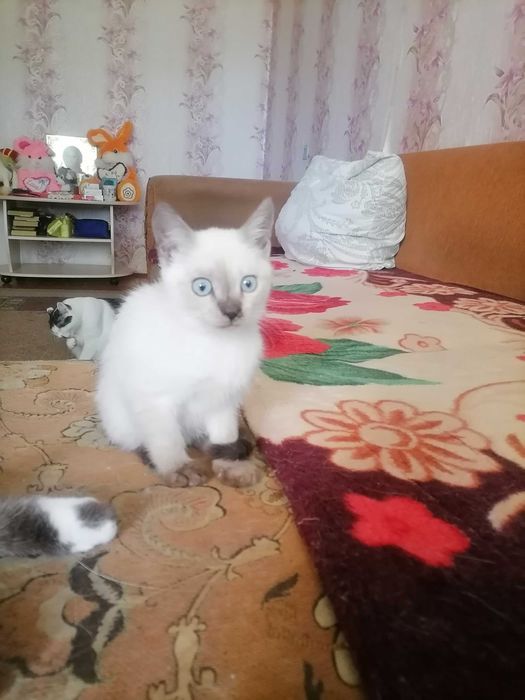 Кошечки сиамские, домашние.