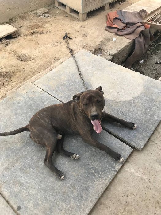 собака питбуль   продаётся