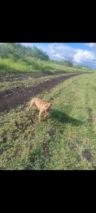 Питбули с pedigree
