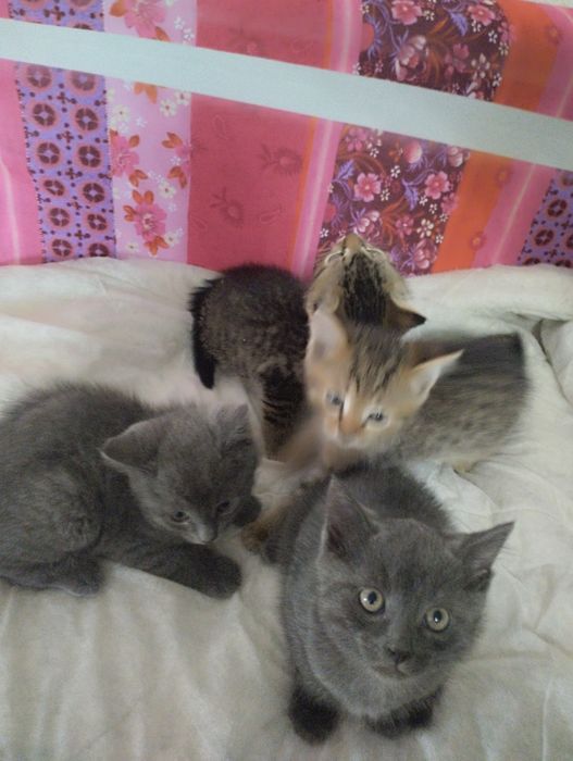 Котята британские