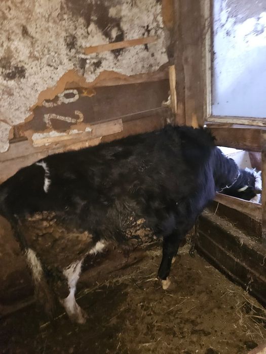 Продам бычка   1,5 года