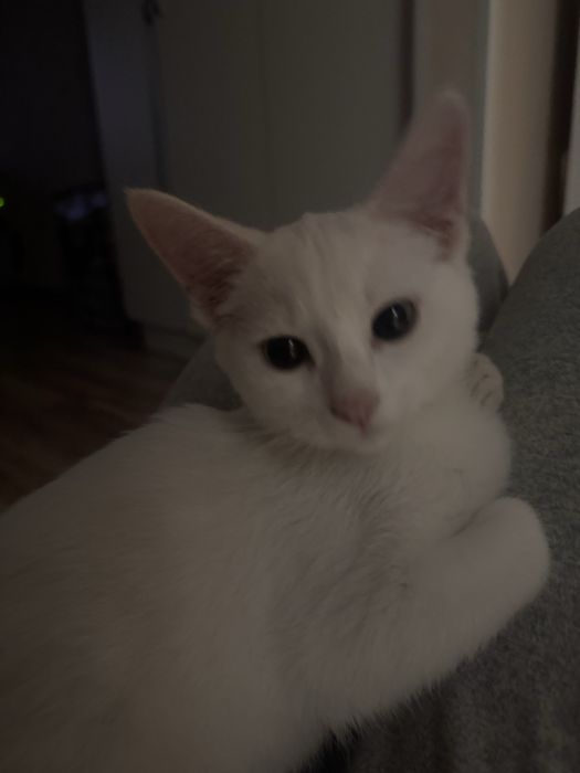 Котенок девочка с зелеными глазами