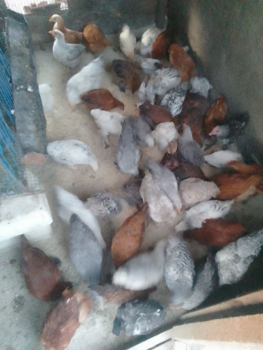 Pui de găină de țară