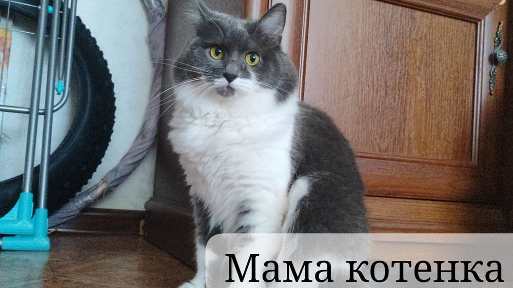 Котенок в добрые руки