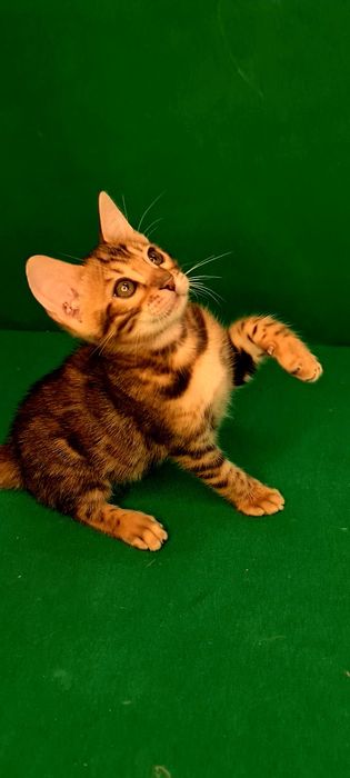 Бронь на бенгальских котят