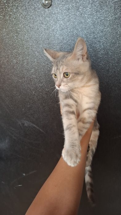 Котята ищят хозяев