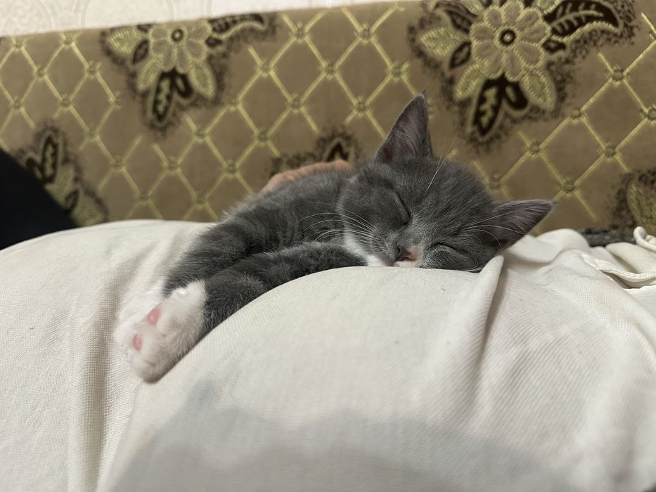 Котенок девочка 3 месяца