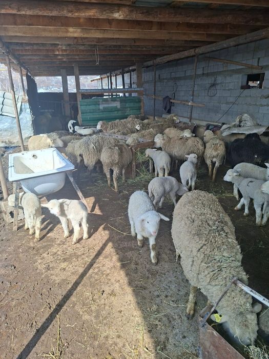 Овцы с ягнятами. Қозды қойлар.