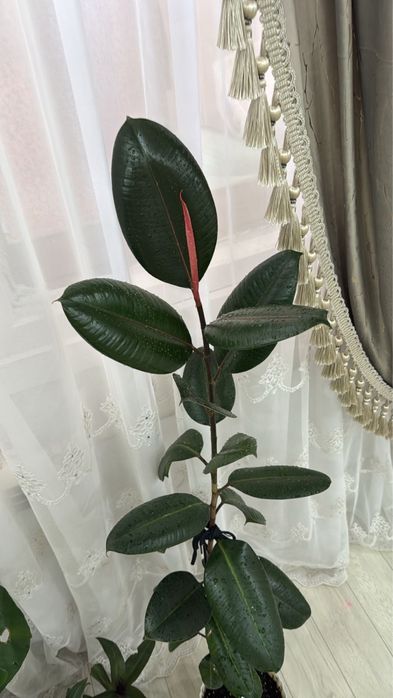 Гүлдер сатылады