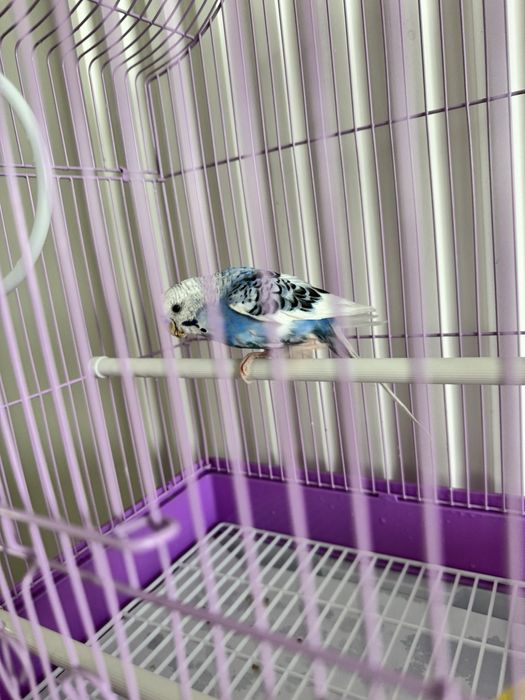 Волнистые попугаи